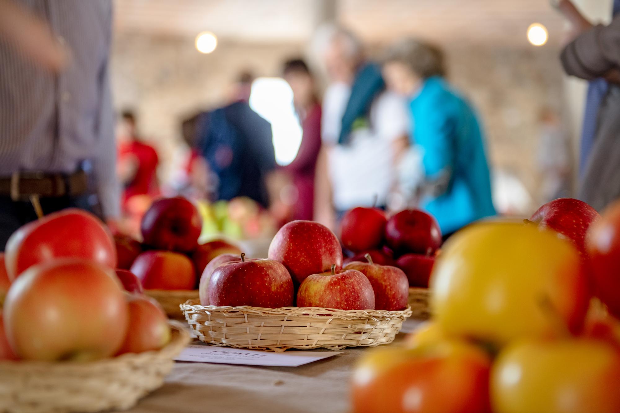 Sagra Mele Uva_2018_Previsdomini (77) Immagine anteprima
