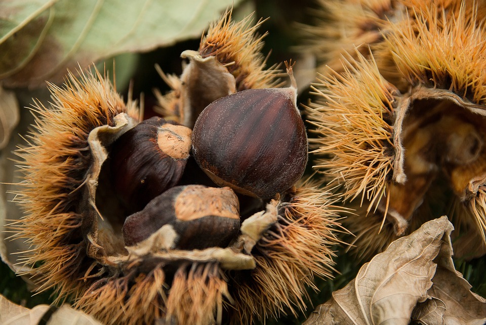 chestnuts-1761228_960_720 Immagine anteprima